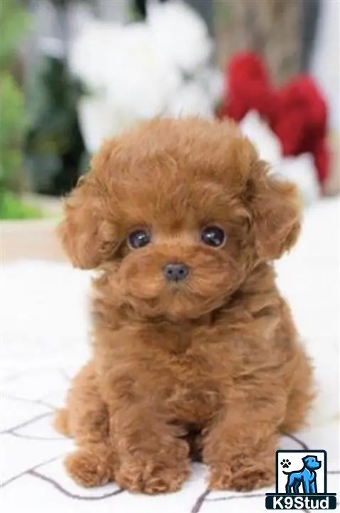 Maltipoo